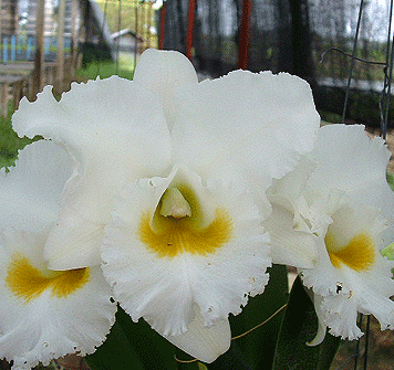 Orchid Blc White Diamond Orchid Blc White Diamond