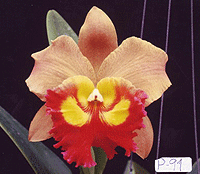 Orchid Orchidee Cattleya Yen 24 Karat FRAGRANT 11 Sr Rlc. 