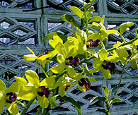 Oncidium